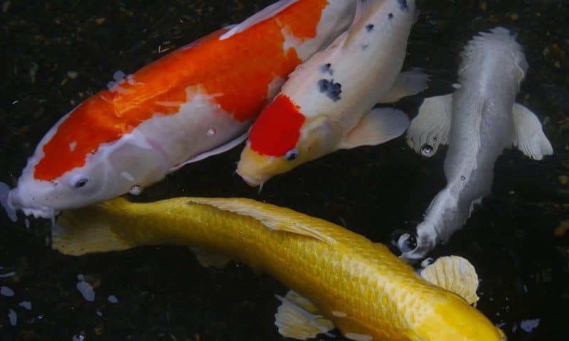 Profiter d’un bassin extérieur avec des carpes koï